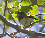 Warbling Vireo Western  0073
